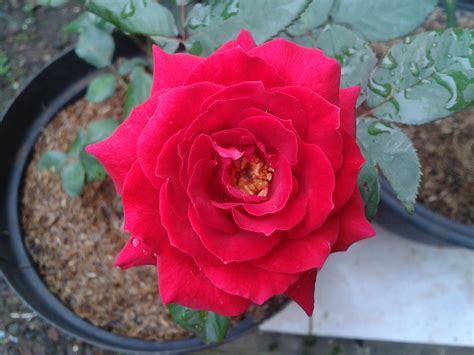 Mawar Merah Mawar Merah Mawar Bunga