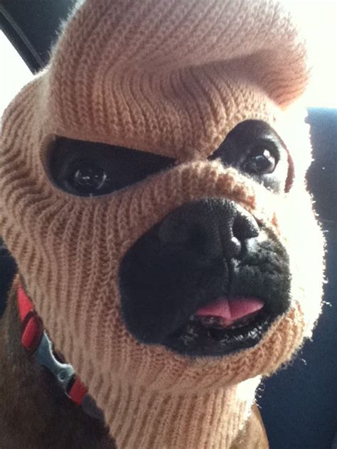 Just A Dog In A Ski Mask