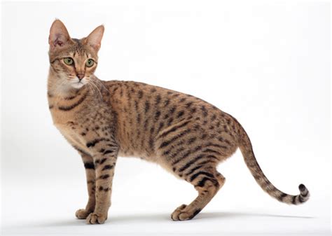 8 Cat Breeds That Resemble Tigers Leopards And Other Wild Cats Photo