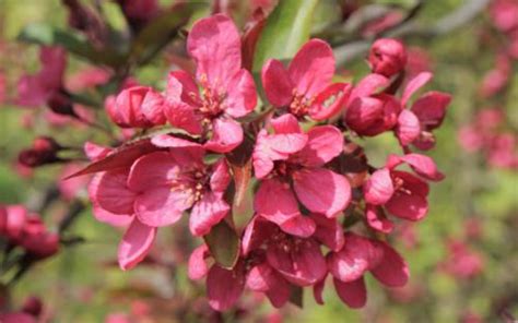 Malus Prairie Fire Crab Apple Trees For Sale