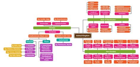 Animal Kingdom Mindmap