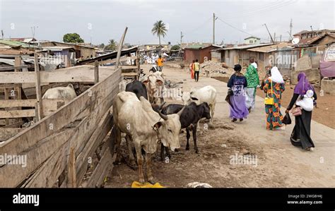 Cattle Yard Nima Accra Ghana Muslim Area Neighborhood Villages Have
