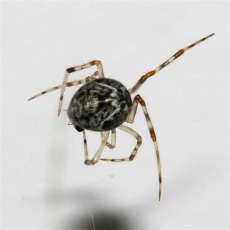 Spider Parasteatoda Tepidariorum Bugguidenet