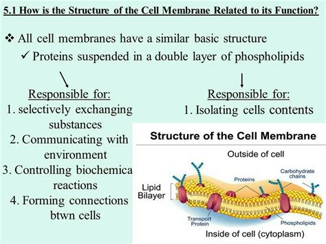 What Is The Main Function Of The Plasma Membrane