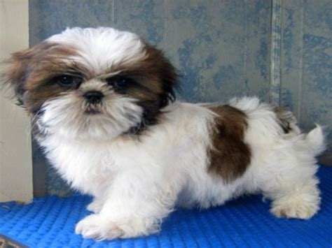 They are believed to have stemmed from the mating of the. Lovely Pets: Shih Tzu Puppies