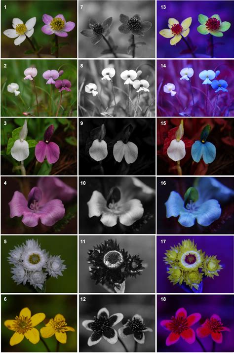 Frontiers | Flower Color Evolution and the Evidence of Pollinator