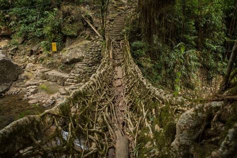 Double Decker Living Root Bridge Trek In Meghalaya Travel Guide