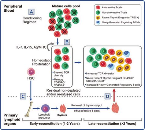 Overview Of T Cell Reconstitution After Ahsct A The Conditioning Download Scientific