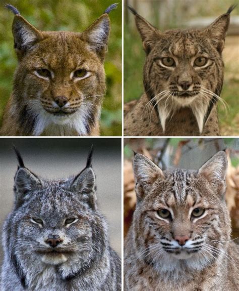 Lynx Wikipédia