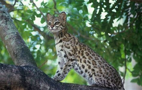 South America Researchers Discover A New Wildcat Species