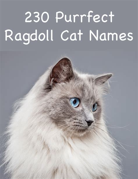 230 Ragdoll Cat Names Gode Ideer For Å Navngi Din Ragdoll Kattunge