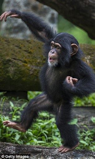 Us Fish And Wildlife Service Places Restrictions On Using Chimpanzees