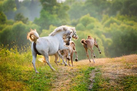 Banco De Imágenes Gratis 28 Fotos De Caballos En Paisajes Fascinantes