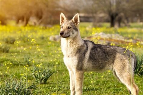 German Shepherd Wolf Mix What To Know Before Buying Marvelous Dogs