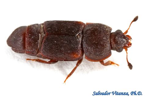 Coleoptera Nitidulidae Carpophilus Lugubris Dusky Sap Beetle B
