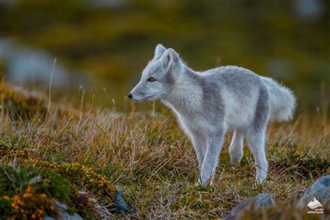 Wildlife Watching Tours In Iceland Arctic Adventures