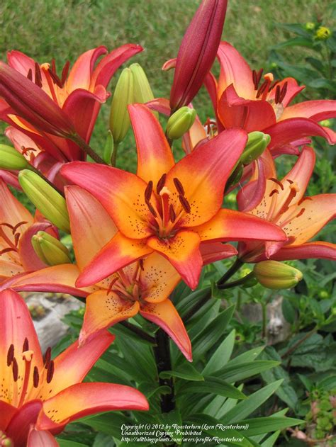 Photo Of The Bloom Of Lily Lilium Royal Sunset Posted By