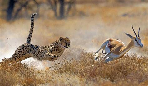 The Fastest Animals On The Planet Today