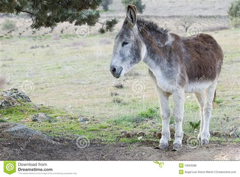 A Donkey In A Meadow Stock Photo Image Of Fauna Livestock 19003288