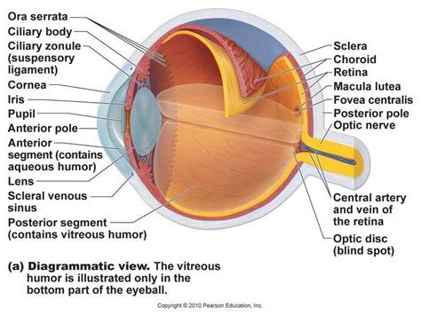 Eye Model Labeled Bing Images Eye Anatomy Diagram Human Eye