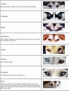 Husky Eye Color Chart Zobi Karikaturize Com Just Siberian Husky Puppies