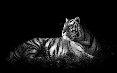 Online Crop Adult Tiger Tiger Monochrome Animals Hd Wallpaper
