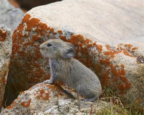Large Eared Pika Facts Diet Habitat And Pictures On Animaliabio