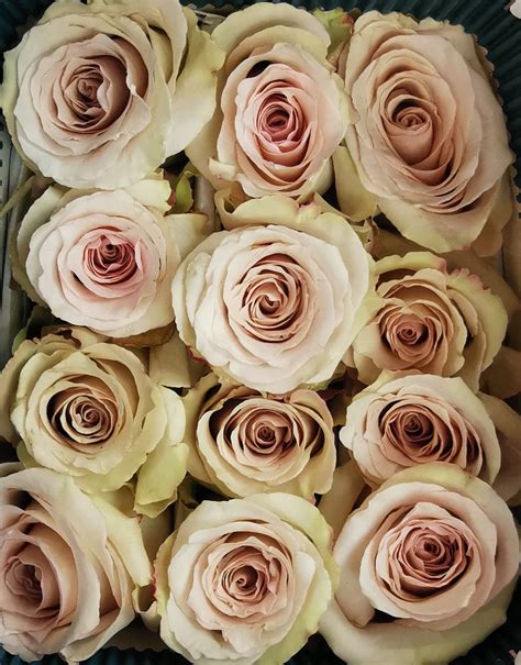Rose Quicksand Standard Rose Roses Flowers By Category Sierra