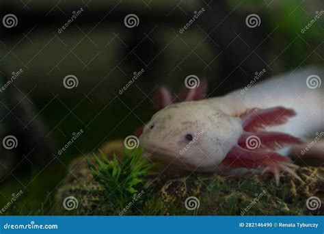 Axolotl Ambystoma Mexicanum Walking On A Grass In Aquarium Amphibian