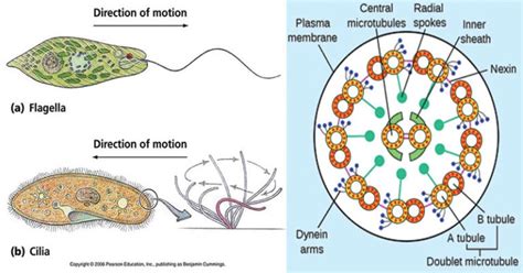 Cilia And Flagella Definition Structure Functions And Diagram Phd Nest Riset