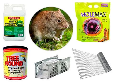 5 Steps On How To Get Rid Of Voles In Your Yard In 2023