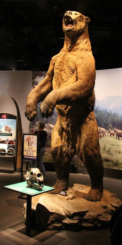 Short Faced Bear The Largest Bear Of All Time