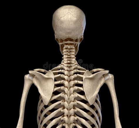 Human Torso Anatomy Skeleton With Veins And Arteries Back View Stock