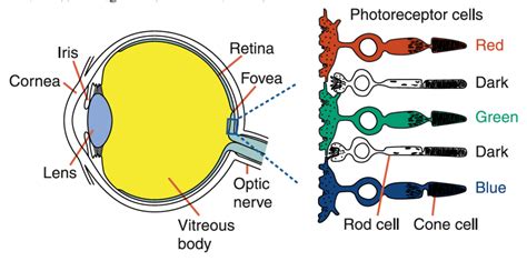 Diagram Dog Eye Diagram Cones Mydiagramonline