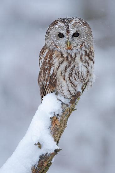 Tawny Owl Snow Covered In Snowfall During Winter Wildlife Scene From