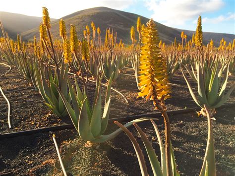 Aloe vera for skin, hair and weight loss: Aloe Vera, eine gesunde Pflanze