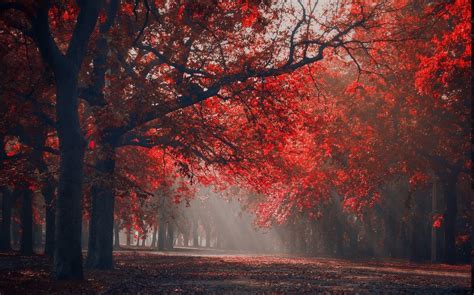Nature Landscape Park Trees Fall Mist Leaves Bench Sun Rays Morning Red