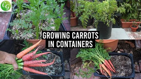 The Last Carrot Growing Tips You Will Ever Need How To Grow Carrots