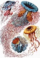 INSPIRATION – The art and Science of Ernst Haeckel
