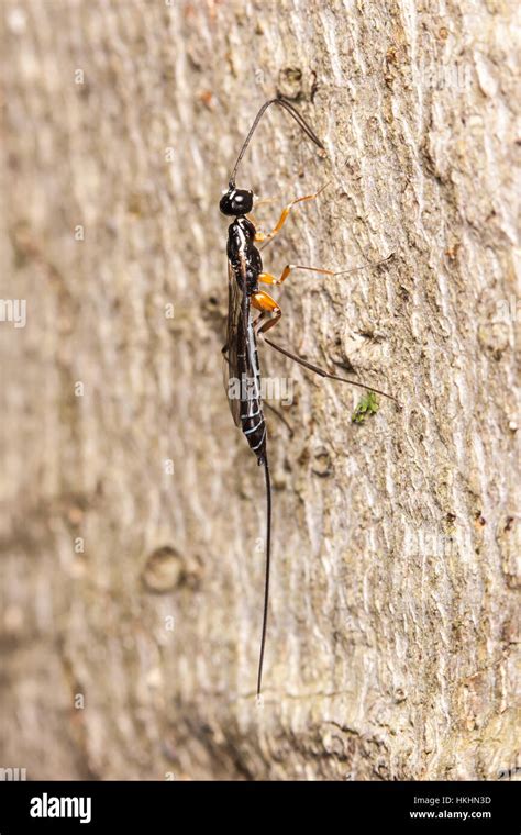 A Female Ichneumonid Wasp Podoschistus Vittifrons Searches The Side
