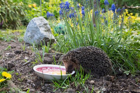 What To Do If You Have A Hedgehog Visiting Your Garden Spikes
