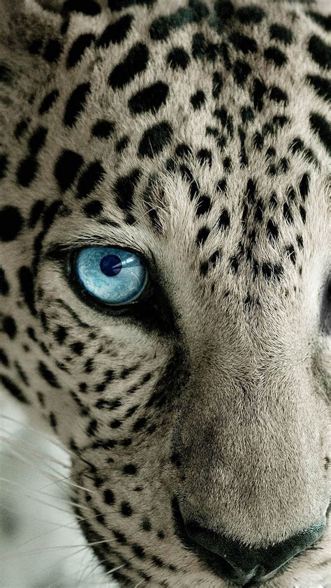 Snow Leopard Blue Eye High Quality Htc One Wallpapers And Abstract