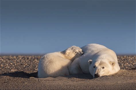 Polar Bears With No Ice Or Snow In Alaskas High Artic Metro News