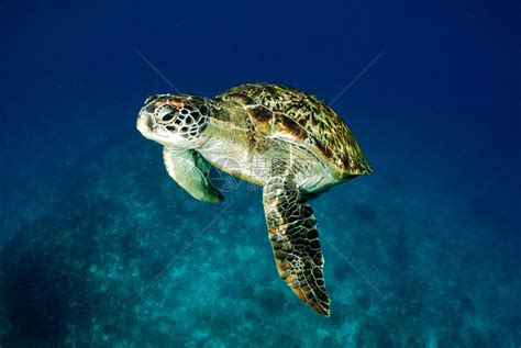 海面的绿海龟斯米兰泰国高清图片下载 正版图片504758993 摄图网