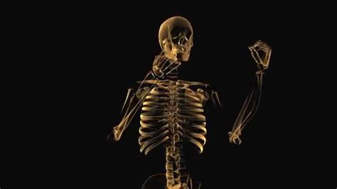 Animaton Vfx 360 Skeletal View Youtube