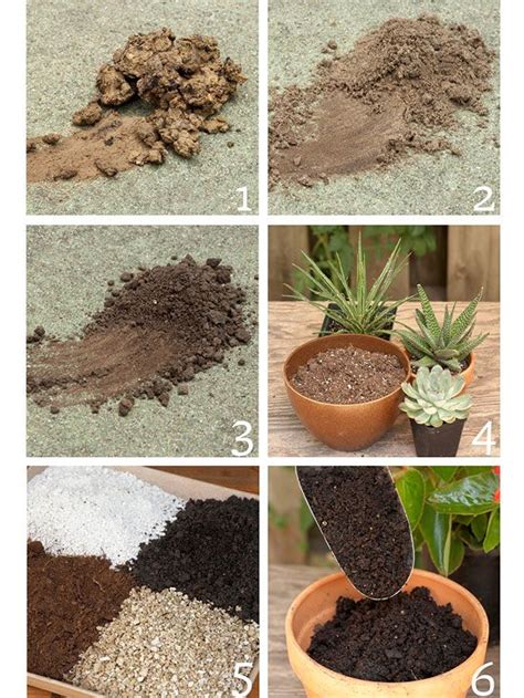 Aerated cactus soil for potted specimens, on the other hand, makes it easy, which can. Know These Garden Basics and You'll Have the Best Garden ...