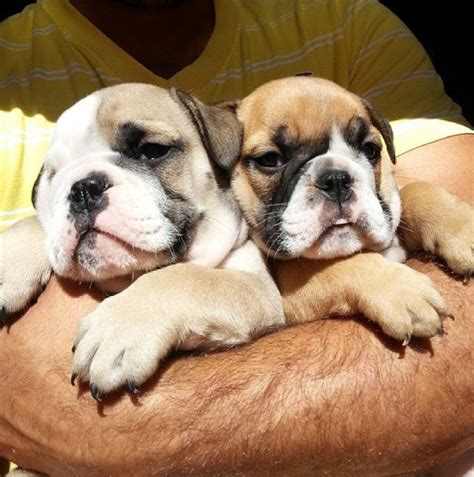 40 cute puppy pictures to make you say awwww. Very Cute Bulldog Puppies (40 pics)