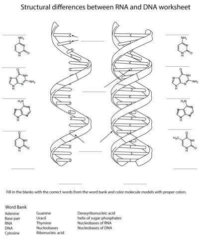 Dibujo De Borrador ARN Y ADN Para Colorear Dibujos Para Colorear