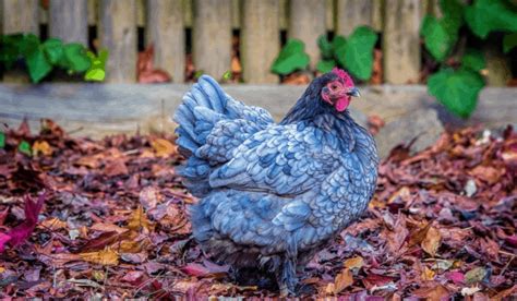 The Ultimate Guide To The Australorp Chicken Breeds Somerzby