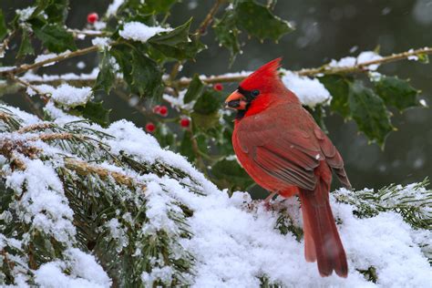 Cardinals In The Snow Wallpaper Wallpapersafari